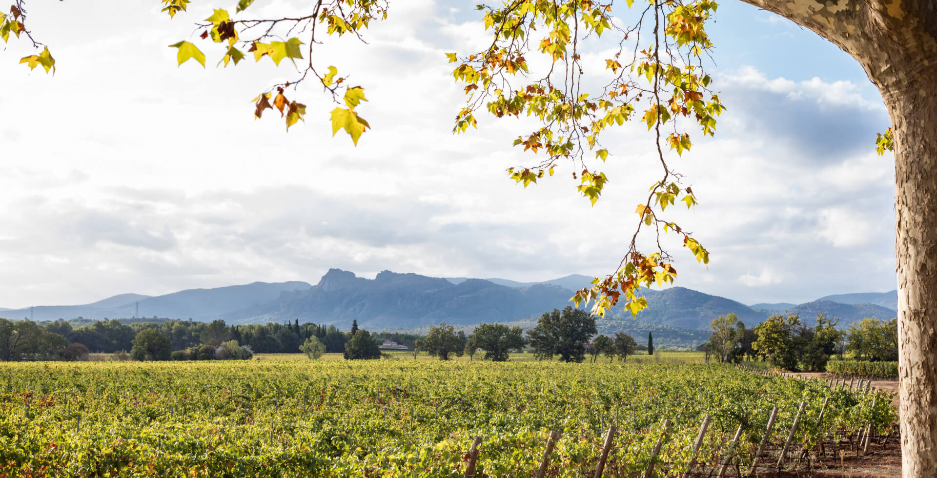 Demoiselles Vignoble