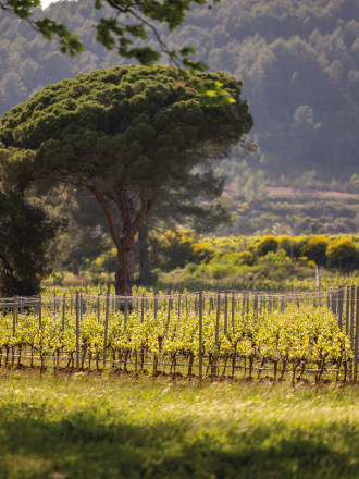 ballades vignes chateau des demoiselles