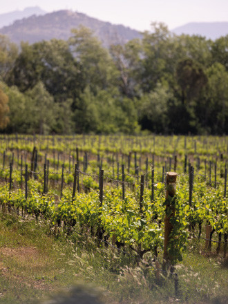 activites promenades vignes chateau des demoiselles