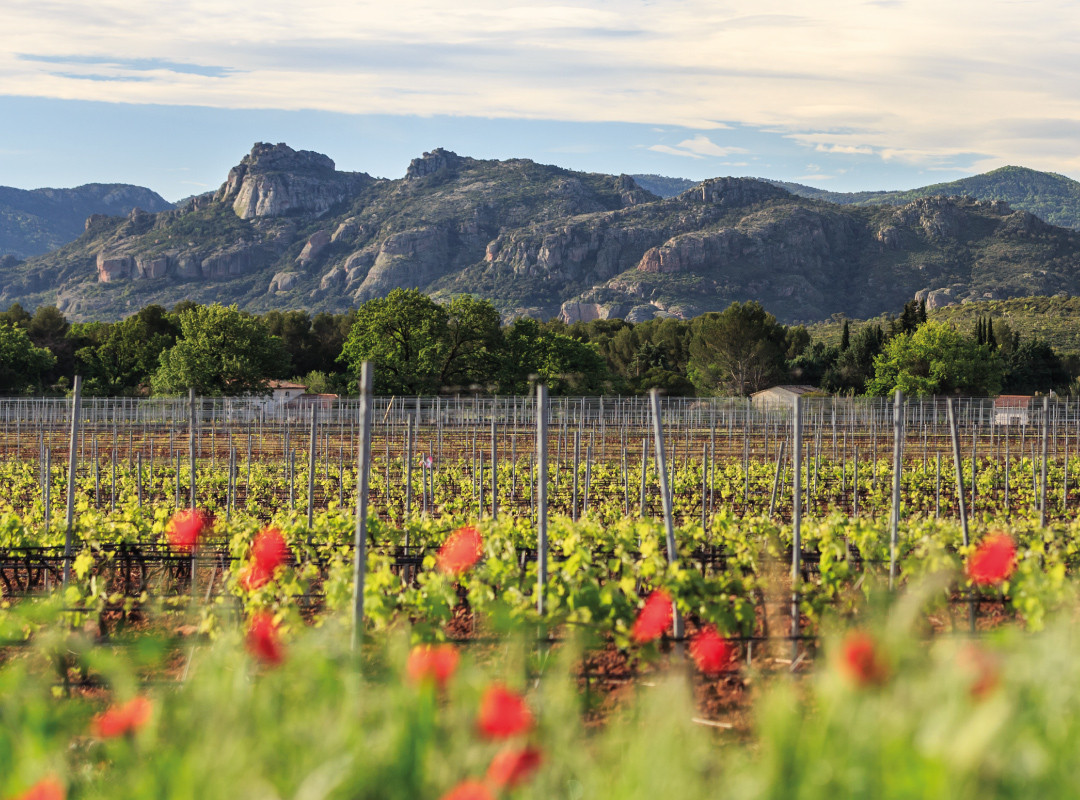 vins et vignobles chateau des demoiselles