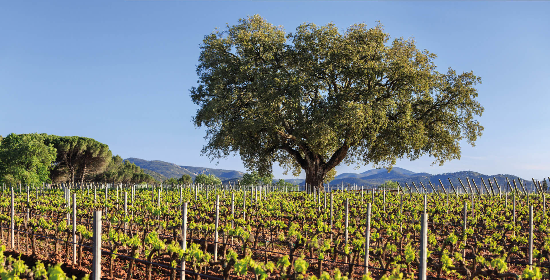 vignoble chateau des demoiselles