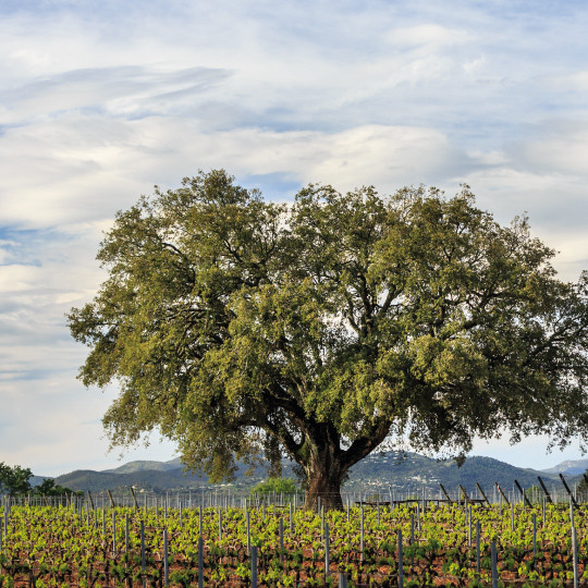 chateau des demoiselle vignoble provence