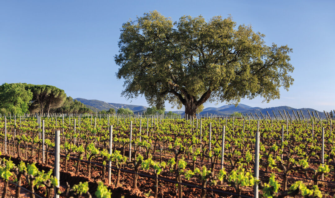 vignoble 75 hectares chateau des demoiselles