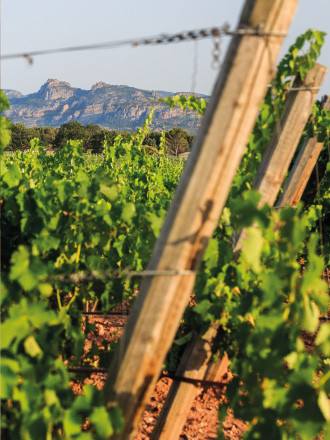 vins agriculture biologique chateau des demoiselles