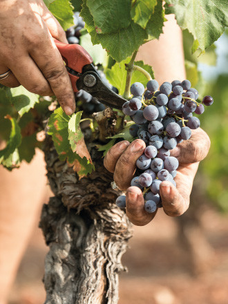 vignoble culture biologique provence