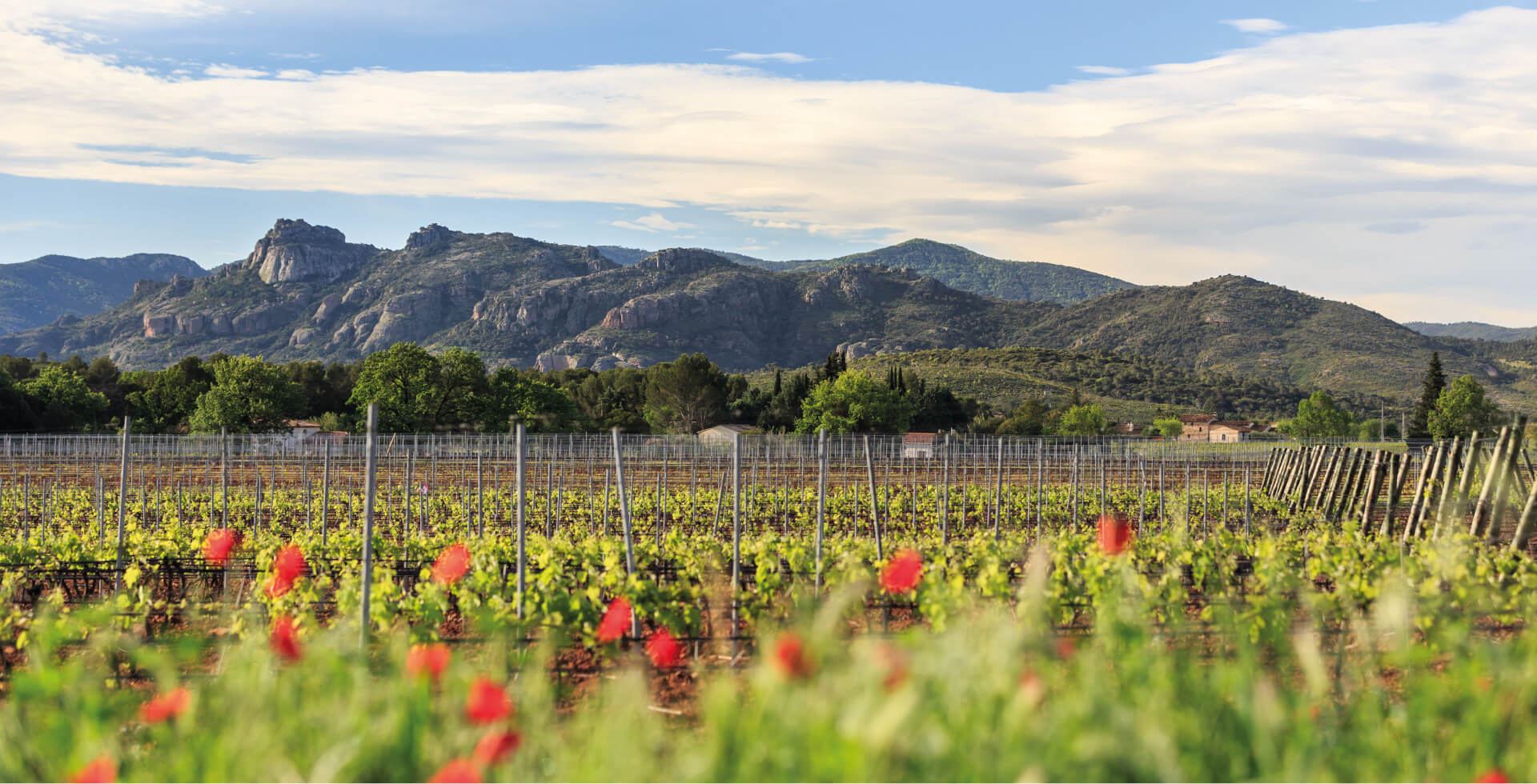 72 hectares de vignes massif des maures