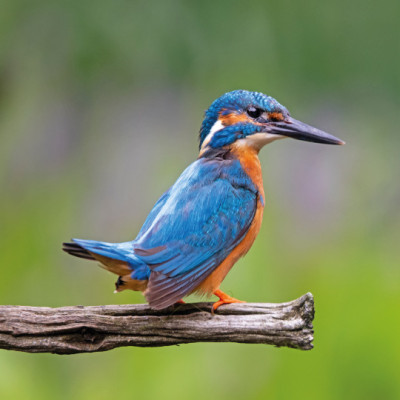 agriculture vins provence biodiversite preservee